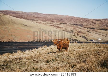 Highland Cattle Standing In A Field By The Water In Isle Of Skye, Scotland.