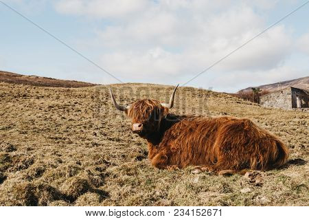 Highland Cattle Laying In A Field In Isle Of Skye, Scotland.