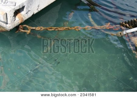 Fish In Spanish Harbour
