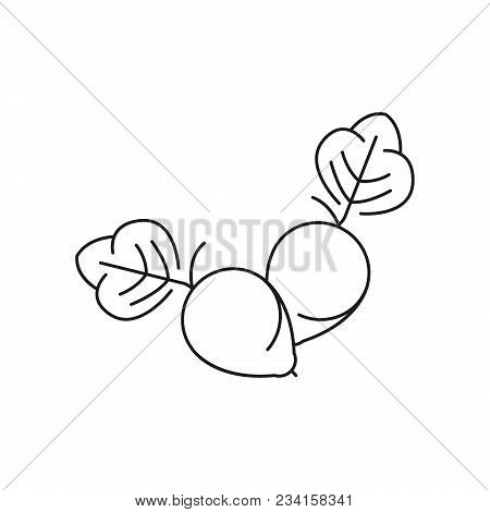 Kakadu Icon. Outline Kakadu Vector Icon For Web Design Isolated On White Background