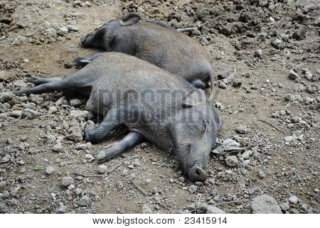 Boar