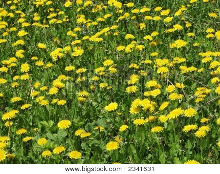 Champ de pissenlits.