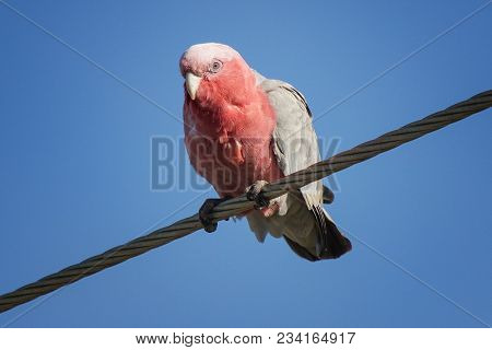 Galah Cockatoo, Eolophus Roseicapilla, Photo Was Taken In The Nambung National Park