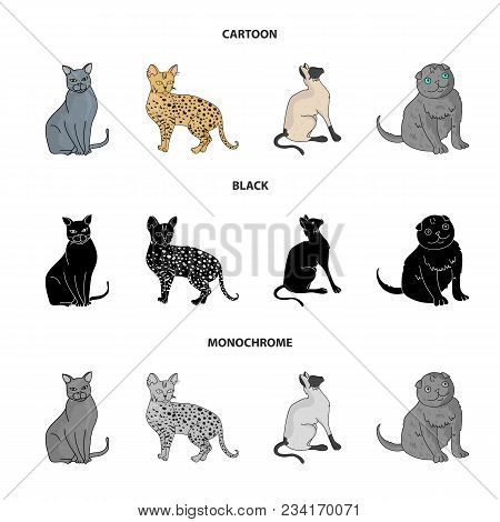 Siamese And Other Species. Cat Breeds Set Collection Icons In Cartoon, Black, Monochrome Style Vecto