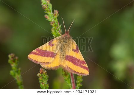 Macrophoto Of Purple-barred Yellow (lythria Purpuraria) On Blurred Green Background