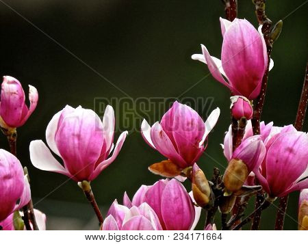 Tulip Tree In Full Bloom In Spring.