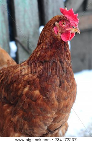 A Table Of Contents And Breeding Of Chickens Are In A Private Economy