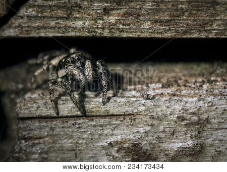 Wildlife And Insects, A Small Zebra Jumping Spider Sat Still In-between Wooden Slats Of A Shed