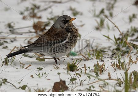 Wintering Fieldfare In Snowy Garden Oxford Uk
