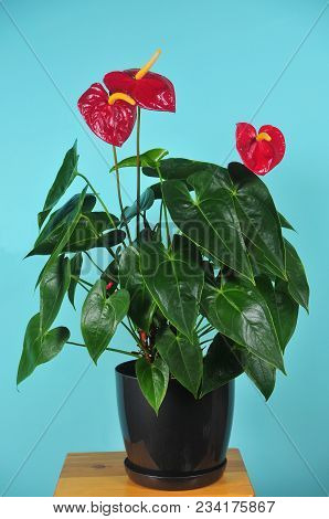 A General View Of Flowering Plant Is In A Pot Culture
