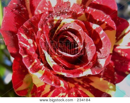 Červená/béžová Rose