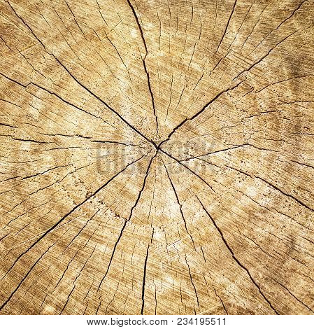 Old Tree Stump. Brown Tree Texture Background With Annual Rings Of Old Tree, Showing Growth Rings. S