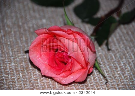 Pink Rose 3