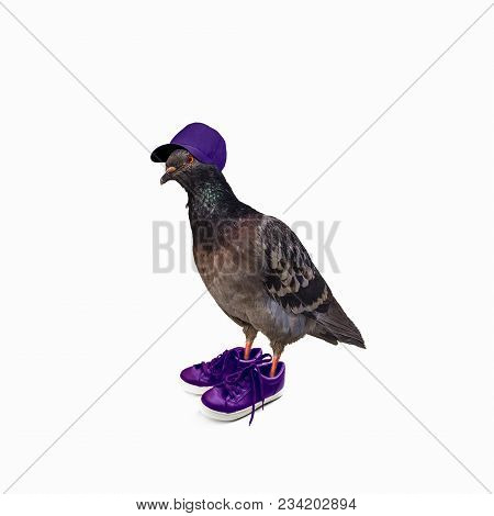 Funny Pigeon In Violet Sneakers And Cap Portrait Mixed Media Collage