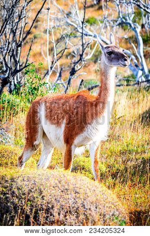 Guanaco. Torres Del Paine, Chile - Wild Guanaco, A Camelid Native To Patagonia In South America.