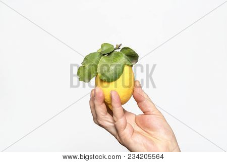 A Lemon Fruit Held In One Hand