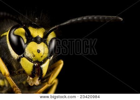 Leiter der Wespe In schwarzem Hintergrund