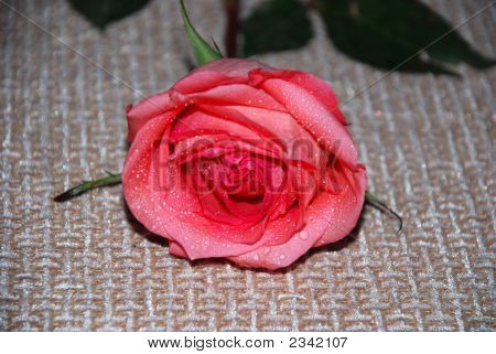 Pink Rose 1