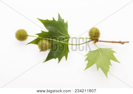 Platanus Tree, Sycamore Leaves And Flowers Isolated On White Background From Above.