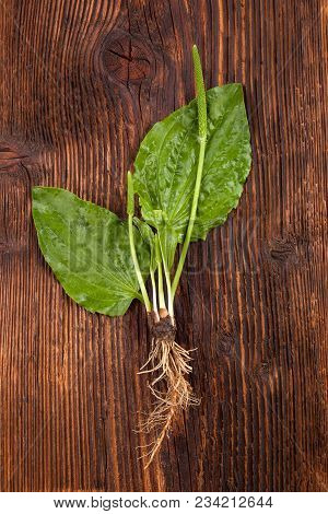 Whole Medical Plantain With Roots On Wooden Table From Above. Medicinal Plant, Alternative Medicine.