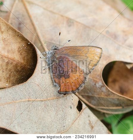 Brown Elfin (callophrys Augustinus) Butterfly On A Leaf In Spring.