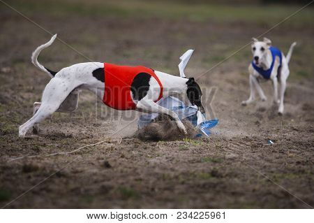 Coursing, Passion And Speed. Whippet Dog Running In The Field. Sunny Day