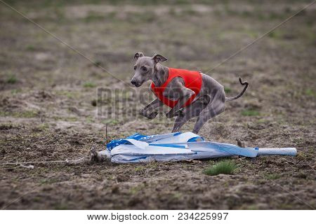 Training Coursing. Italian Greyhound Dog Pursues A Bait Box. Summer Sunny Morning