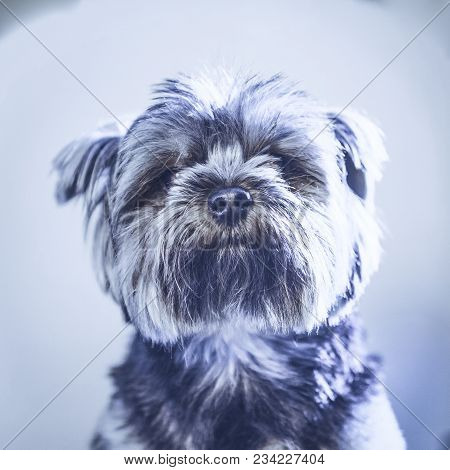 A Cute Yorkshire Terrier Lounging On A Leather Armchair. Toned Image.