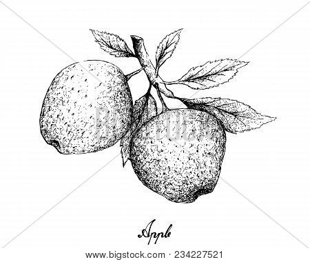 Exotic Fruit, Illustration Hand Drawn Sketch Of Apple Or Malus Pumila Fruits Isolated On White Backg