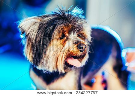 A Cute Yorkshire Terrier Lounging On A Leather Armchair. Toned Image.