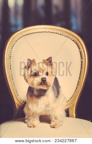 A Cute Yorkshire Terrier Lounging On A Leather Armchair. Toned Image.