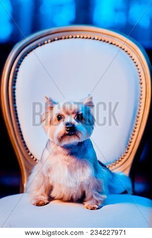 A Cute Yorkshire Terrier Lounging On A Leather Armchair. Toned Image.