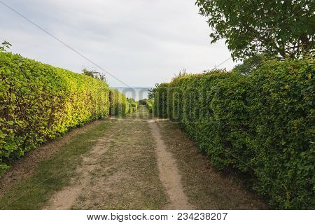 The Road To The Sea, A Fence Of Bushes, A Perspective. Island Rugen, Germany, The Baltic Sea