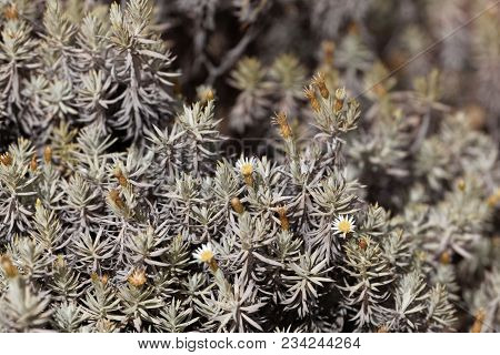 Branches And Flowers Of A Helichrysum Bush (perhaps Helichrysum Citrispinum)
