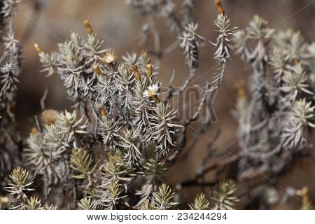 Branches And Flowers Of A Helichrysum Bush (perhaps Helichrysum Citrispinum)