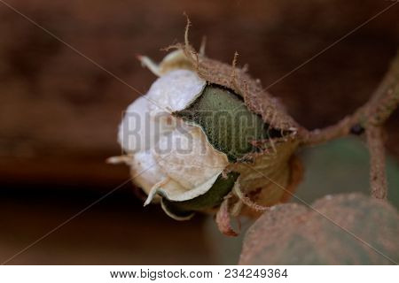 Seed Capsule Tree Cotton (gossypium Arboretum)