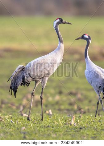 Two Eurasian Cranes (grus Grus) In Green Grass Field And Looking In Camera Bird In Background