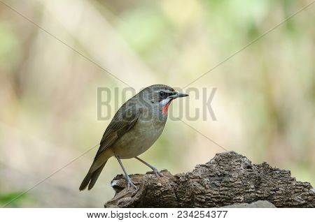 Siberian Rubythroat Bird (luscinia Sibilans)
