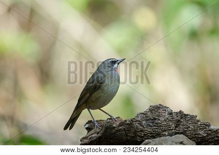 Siberian Rubythroat Bird (luscinia Sibilans)