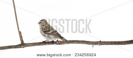 common redpoll and dry plant isolated on white background