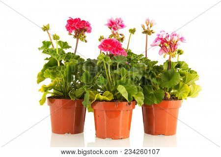 Pelargoniums in wooden crate for the garden