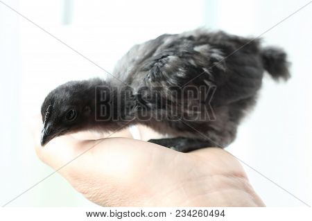 Black Chick. The Black-bone Chicken Is Originated In China.