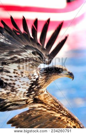 An Immature Bald Eagle Flying In Front Of A Striped Boat Which Looks Like An American Flag In The Oc