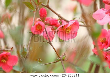 Chaenomeles Branch In Blossom. Chaenomeles Japonica. Flower Of Maule Quince