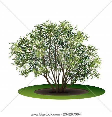 Bush Nerium Oleander With Green Leaves And Shadow On White Background