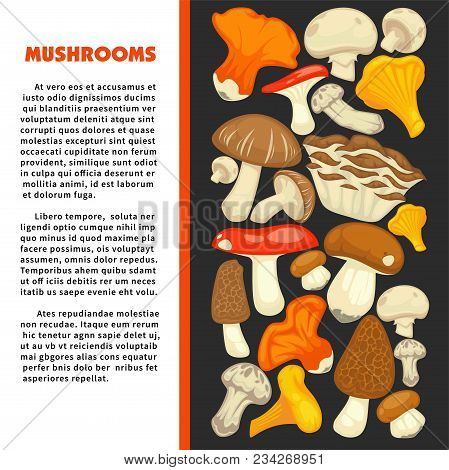Ripe Forest Mushrooms Of All Edible Species On Promotional Poster With Sample Text Cartoon Flat Vect