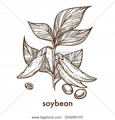 Soybean Grains On Stem With Leaves Monochrome Sketch. Plant With Edible Fruits That Fit For Vegetari