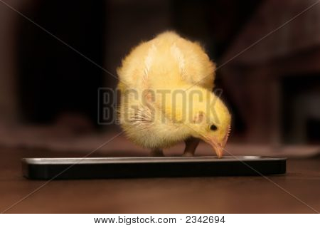 食べるひよこ