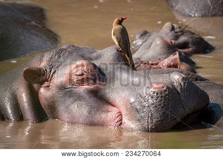 Close-up Of Hippopotamus With Oxpecker In Water
