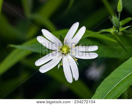 Flower Greater Stitchwort Or Stellaria Holostea With Bokeh Background, Macro, Selective Focus, Shall